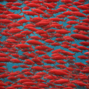 Wild and Wonderful: The World of Alaskan Sockeye Salmon