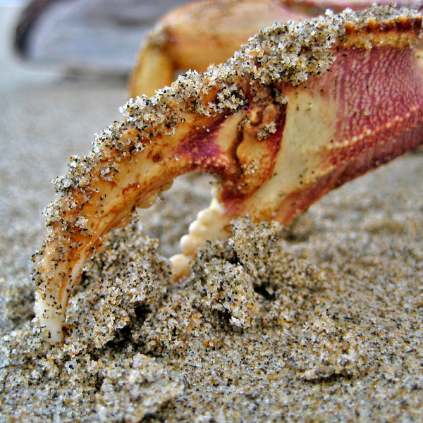 The Best Crab Claw Restaurants in the World A Seafood Lover's Guide