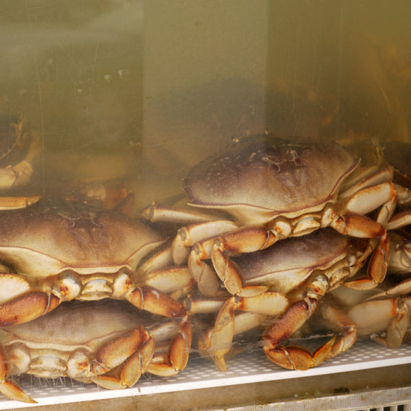 The Best Places to Buy Live Crab Online Your Ultimate Guide