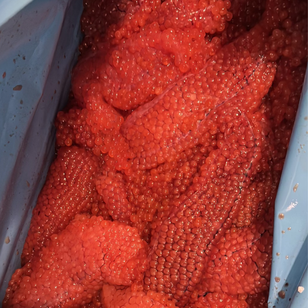 Sealed package of unprocessed salmon eggs displaying vibrant orange color, indicating freshness and quality, ready for caviar preparation