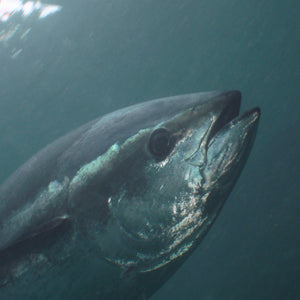 The Bluefin Tuna Ecosystem: A Delicate Balance in the Ocean