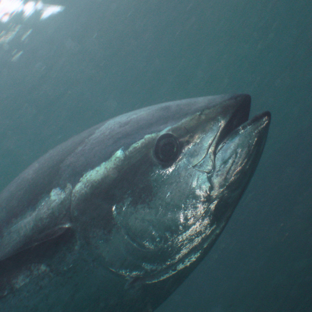 Atlantic bluefin tuna swimming in open ocean blue water, showing its distinctive metallic blue back and silver sides