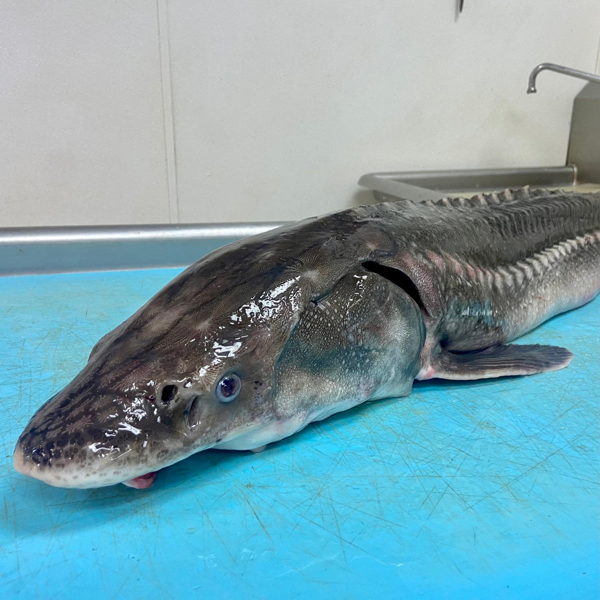 Fresh whole Columbia River white sturgeon ready for cutting into fillets and steaks