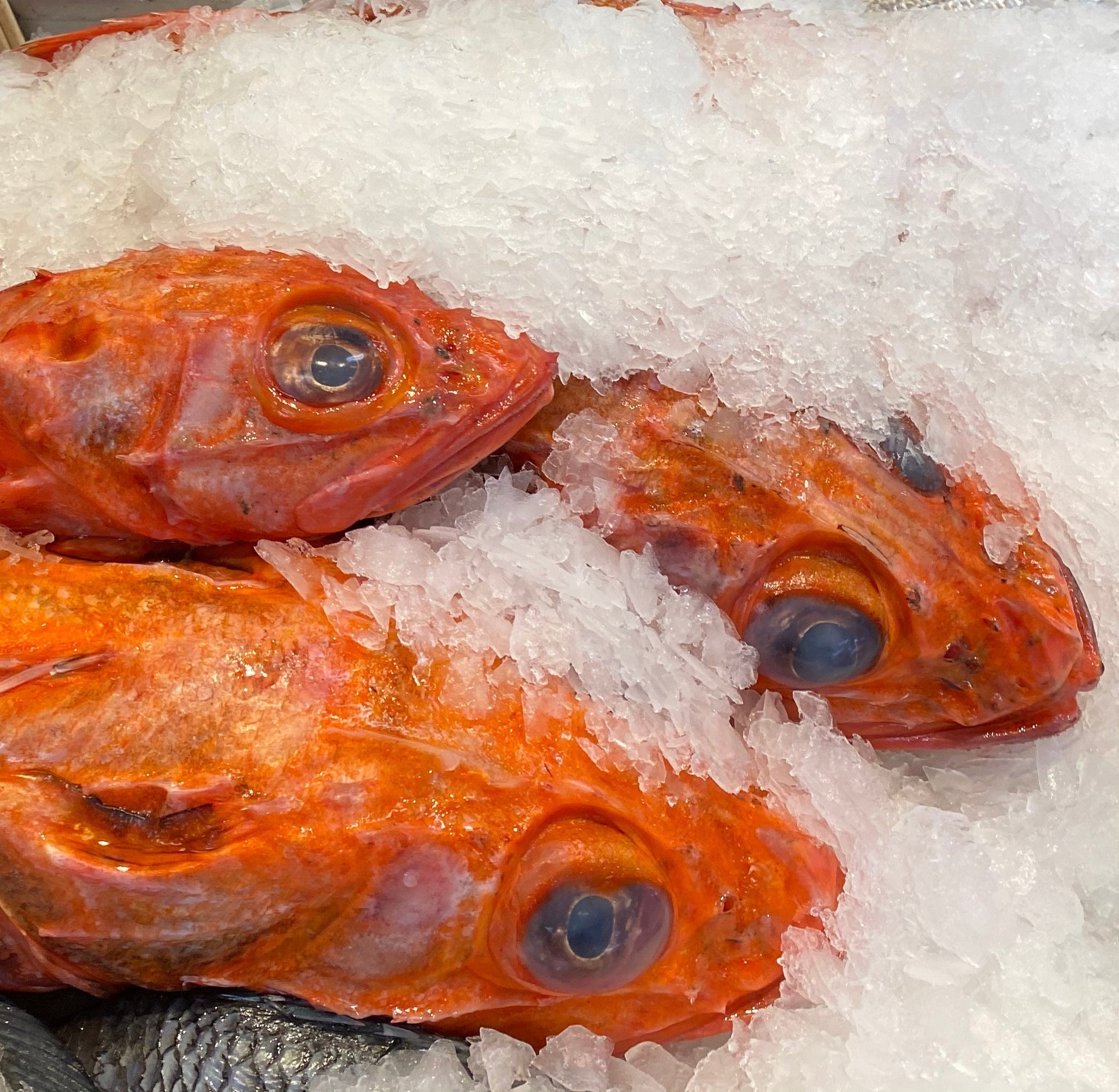 Colorful Alaskan rockfish fillets with vibrant orange and red skin on ice at a seafood market