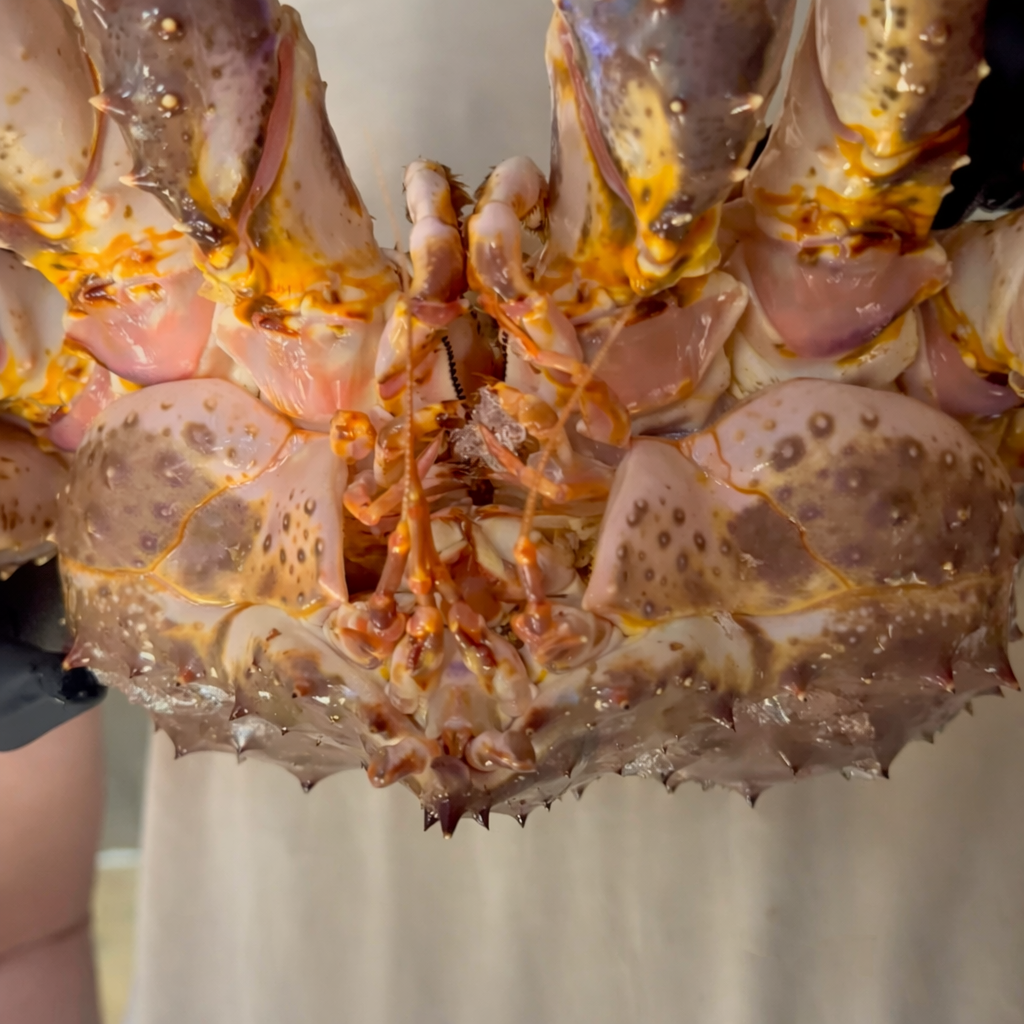 Two live Norwegian red king crabs freshly arrived in Seattle, wild-caught from Arctic Barents Sea waters