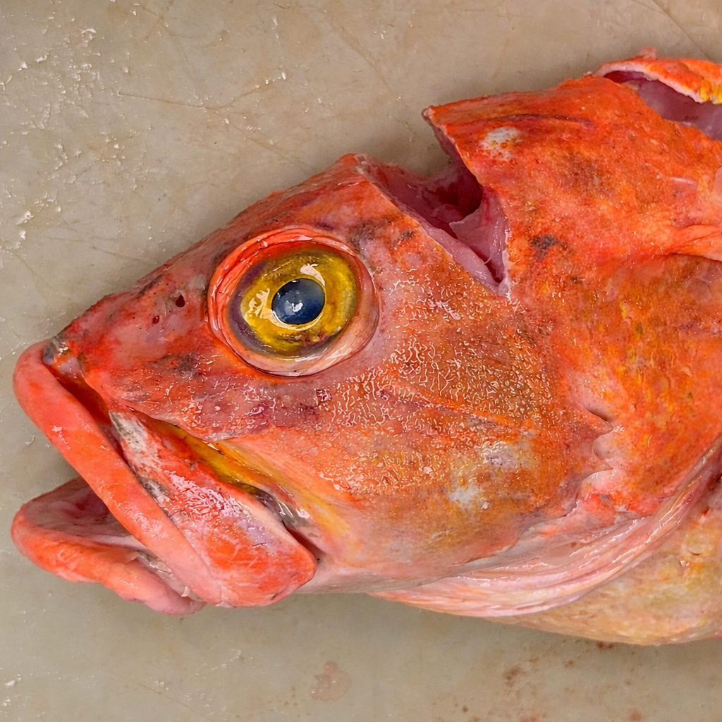 Yelloweye Rockfish freshly caught on deck with bright orange skin