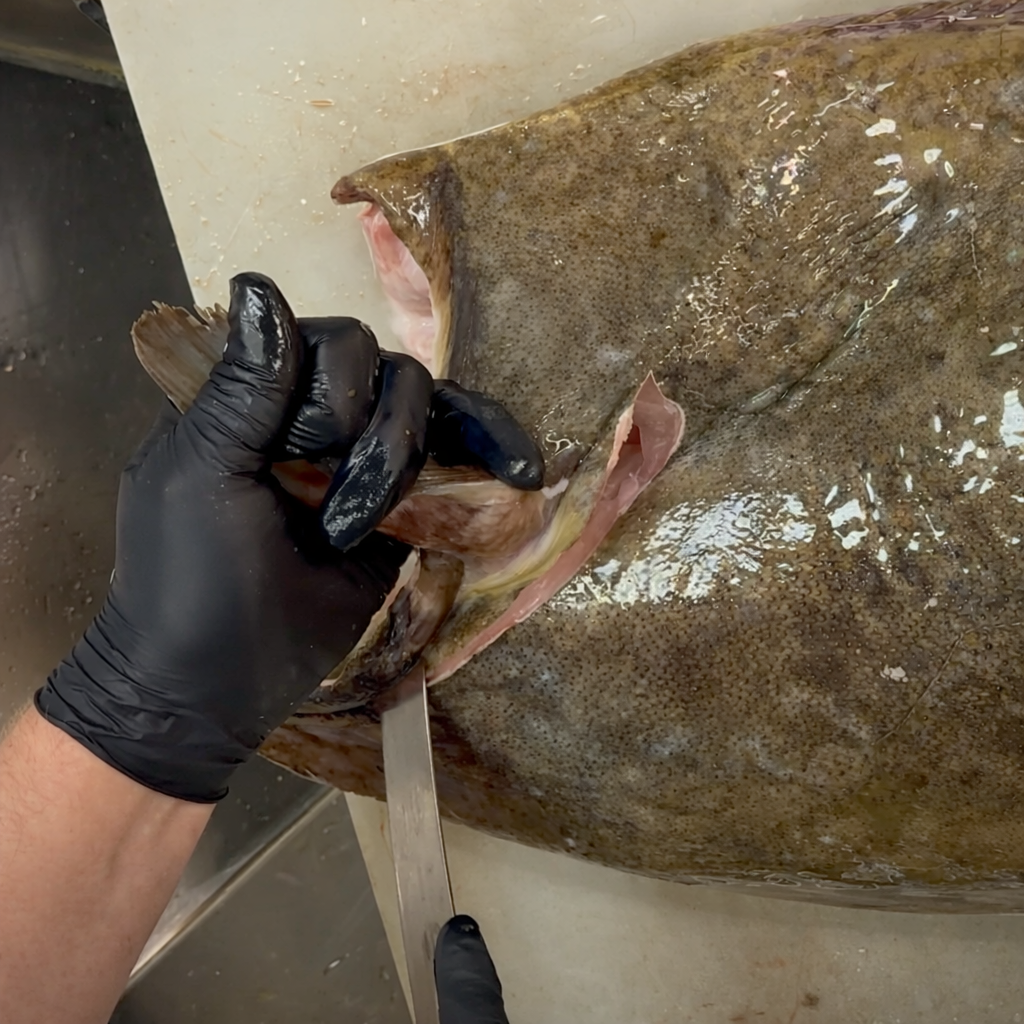 20 lb wild Pacific Halibut being filleted on a cutting board