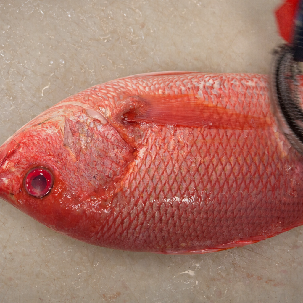 Whole Brazilian snapper being cleaned and scaled for grilling