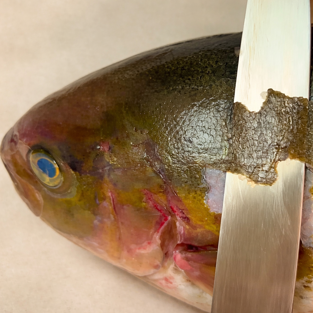 Fresh Kanpachi amberjack fillet on a wire rack being prepared for dry aging