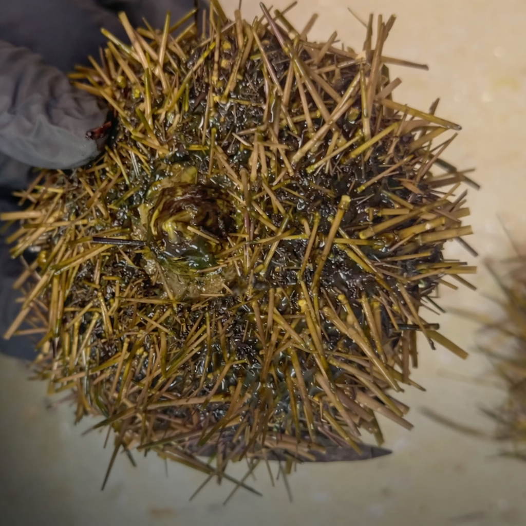 Hands opening a fresh sea urchin with scissors to harvest golden uni roe
