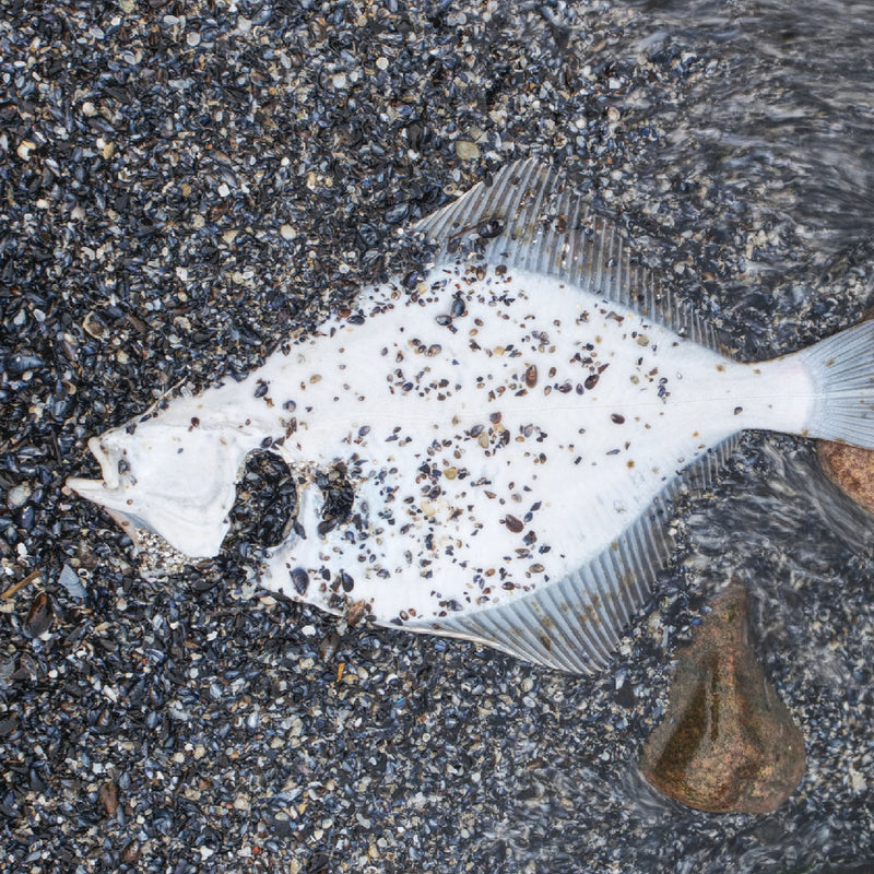 Pale underside of a flatfish on a wet, pebbled shore