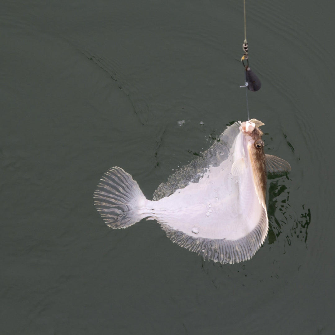 Angler holding a flounder catch near a coastal estuary at low tide