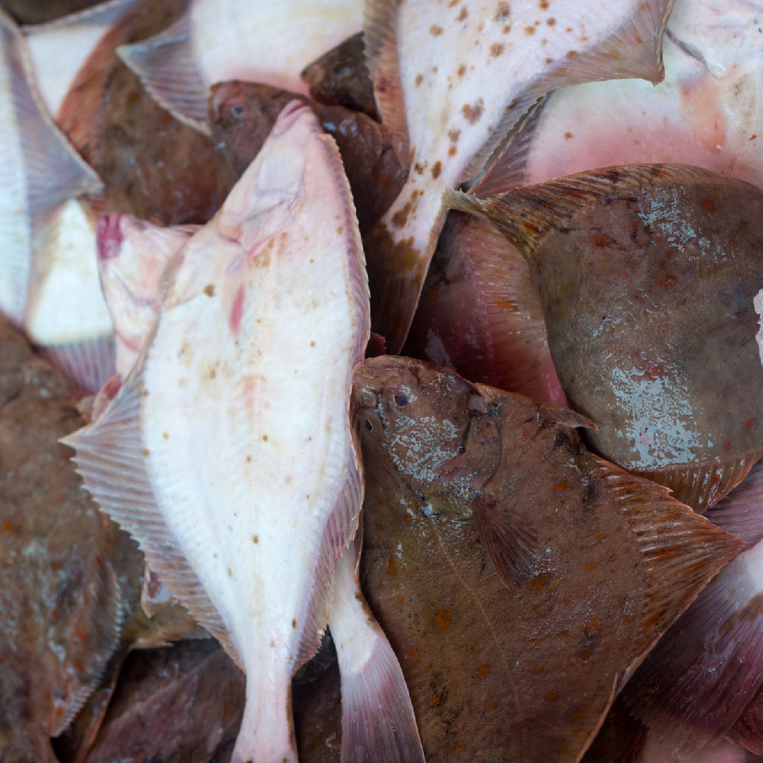 Angler holding a large flounder caught in coastal saltwater shallows near a dock structure