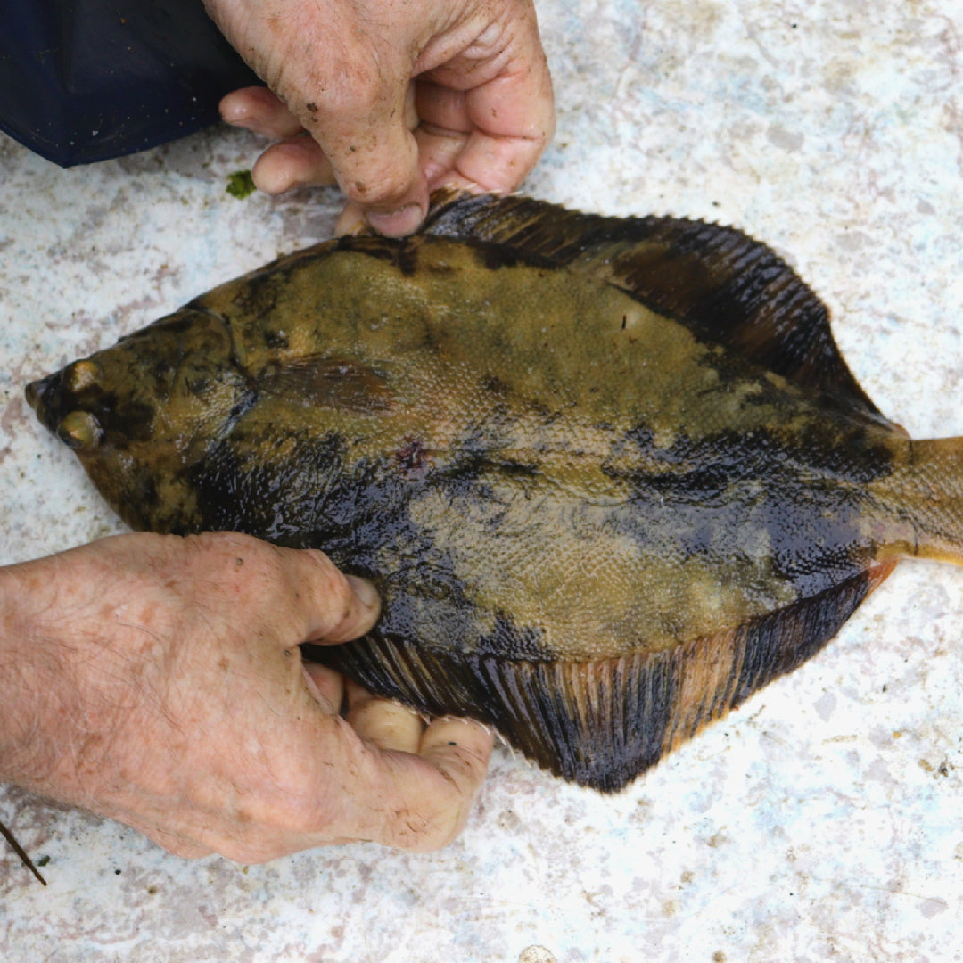 The Best Times to Catch Flounder: A Guide for Anglers