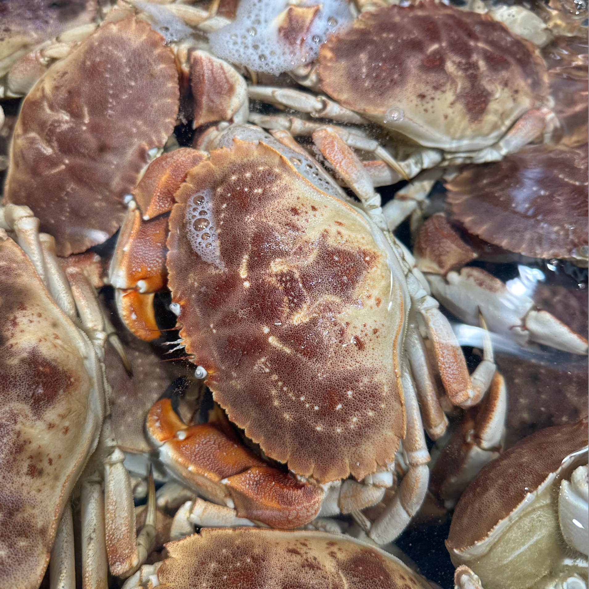 Guide to Eating Freshly Cooked Crab: Tips and Tricks for a Finger-Licking Feast