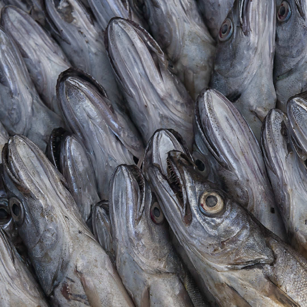 Fresh whiting fish fillets ready to cook