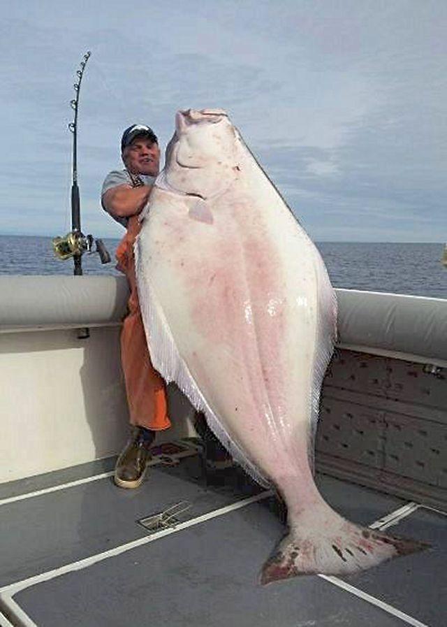 Angler posing with a massive 245-pound Pacific halibut on a fishing charter boat in Homer, Alaska