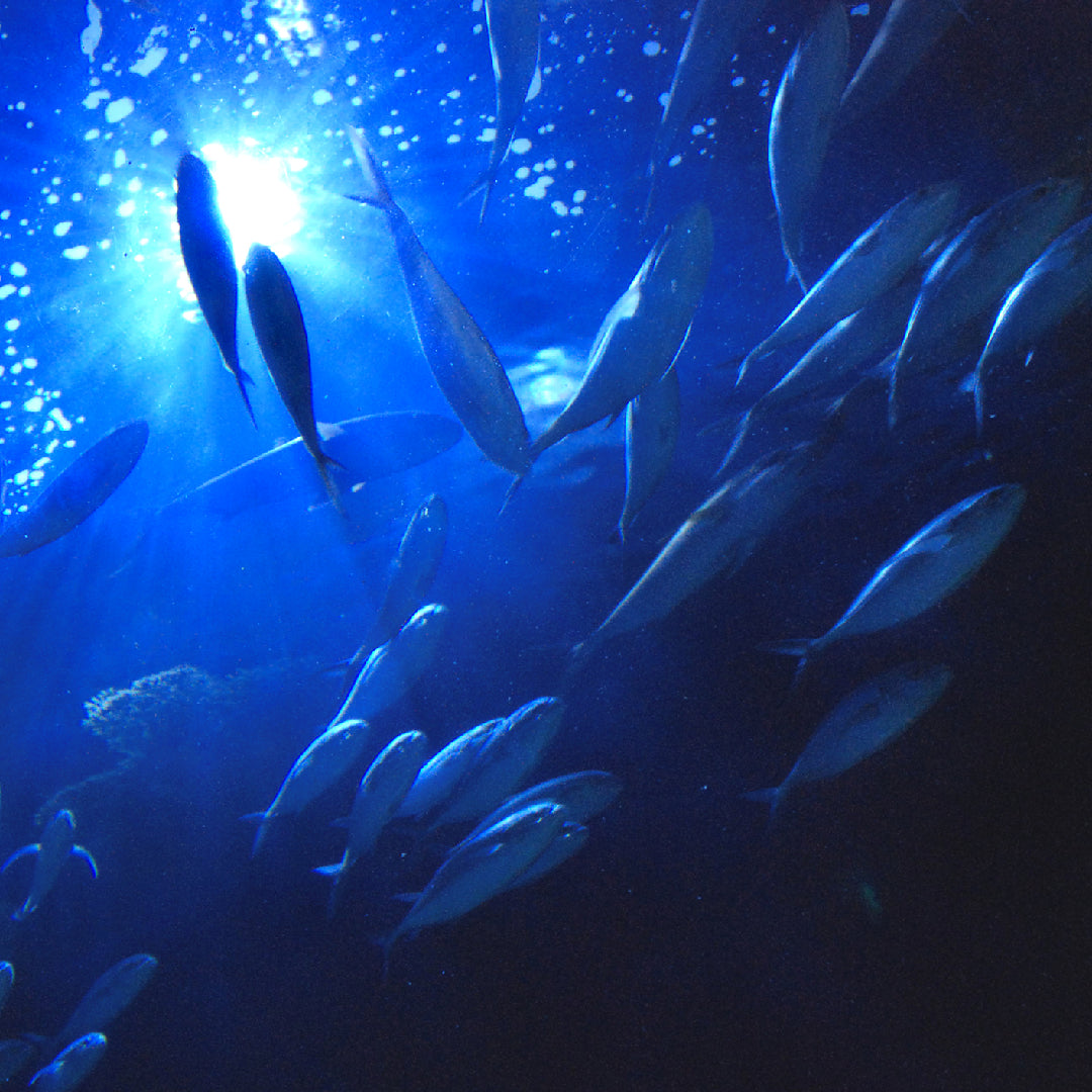 The Ultimate Hamachi Fish Tasting Menu