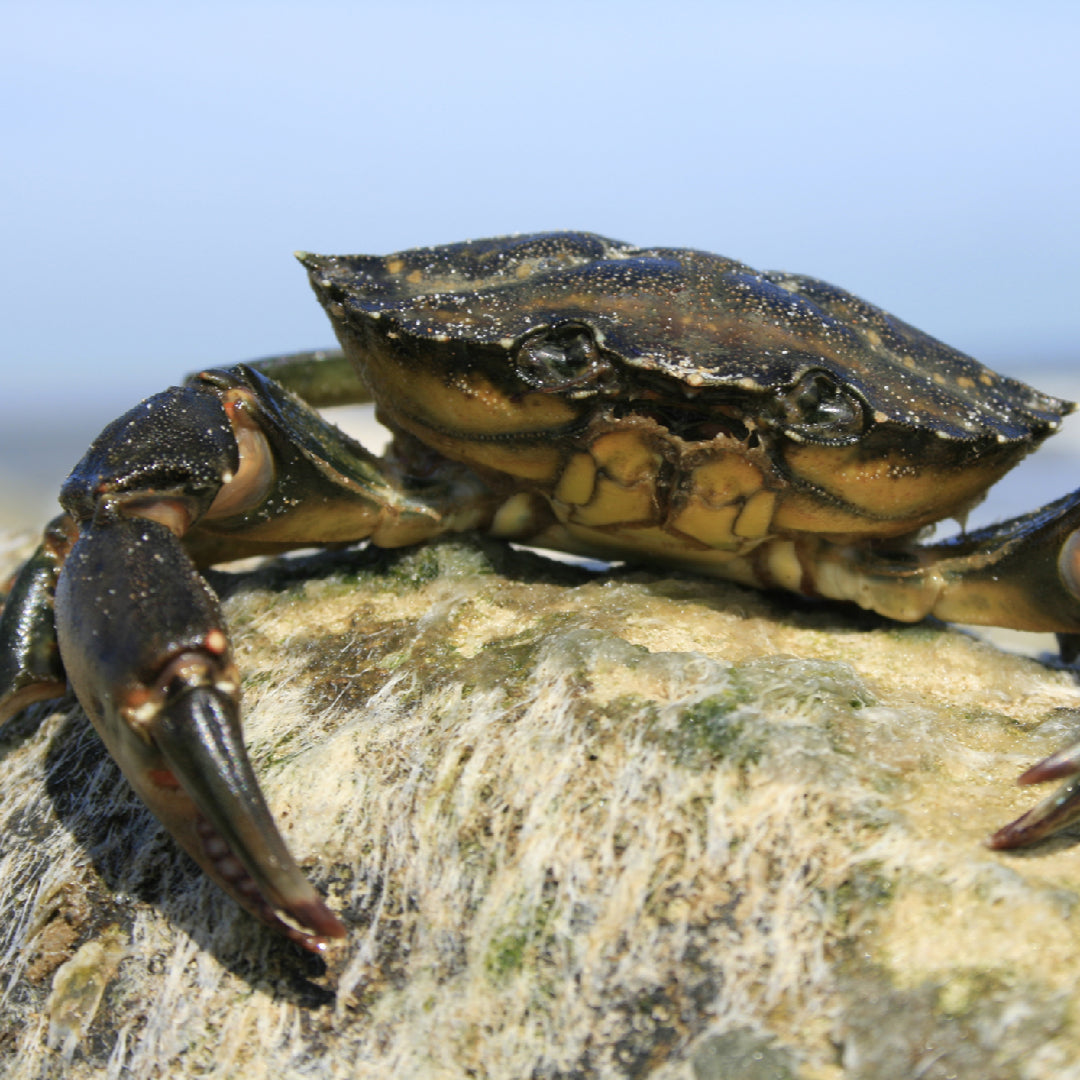 Steamed king crab claws served with drawn butter alongside a cold glass of craft IPA beer on a wooden table