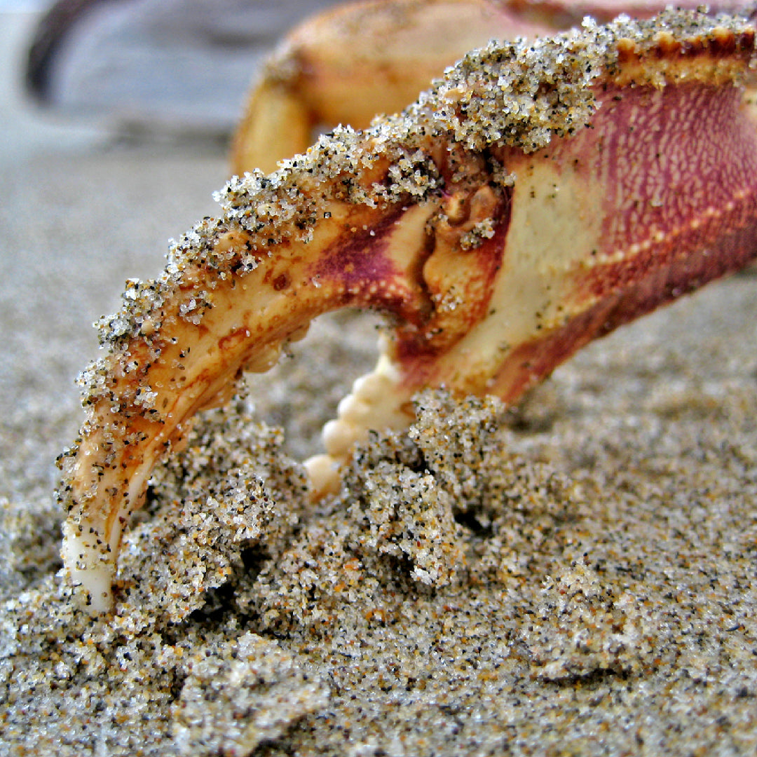 Elegant plate of crab claws served at a waterfront seafood restaurant with ocean views