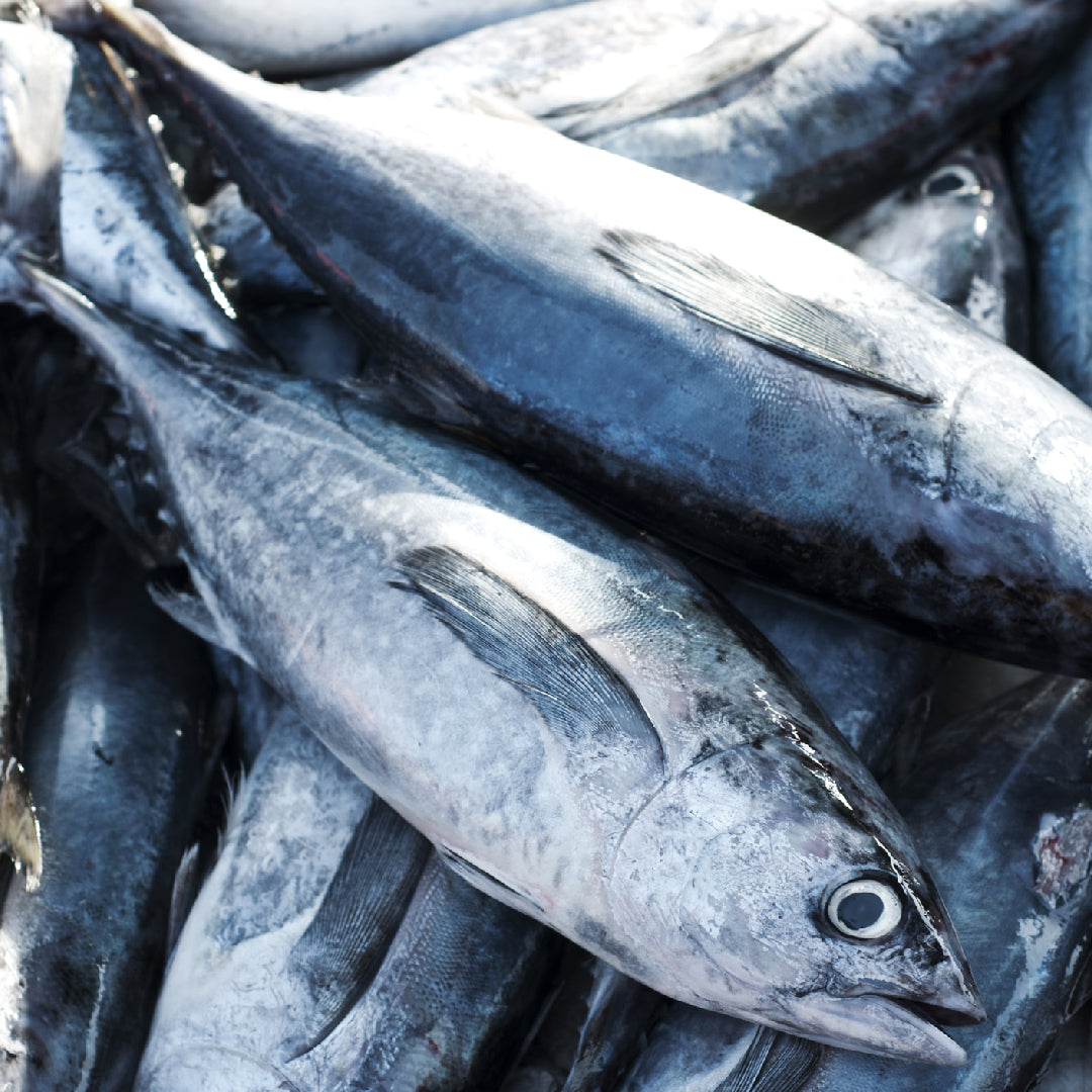 Bluefin tuna vs yellowfin tuna (ahi) — sushi grade comparison