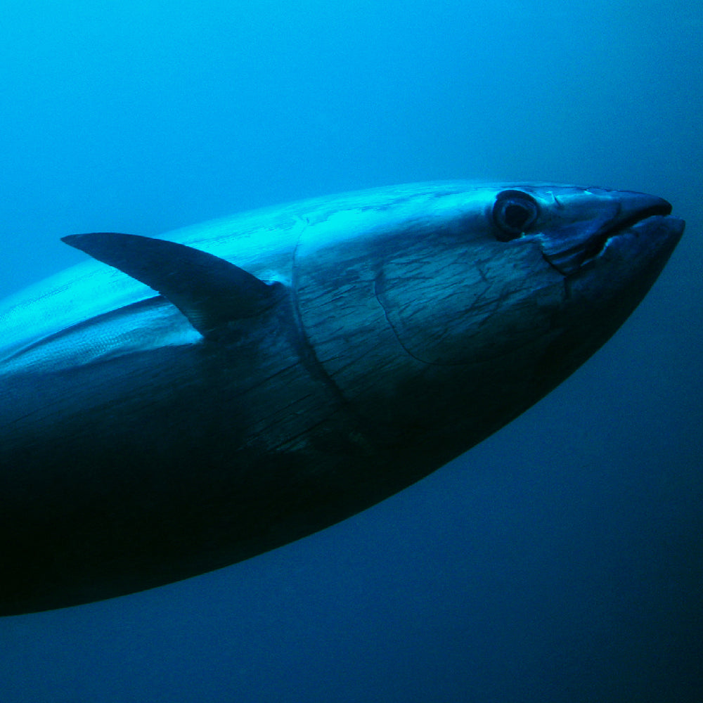 Bluefin Tuna Nutrition What You Need to Know for a Healthy Diet