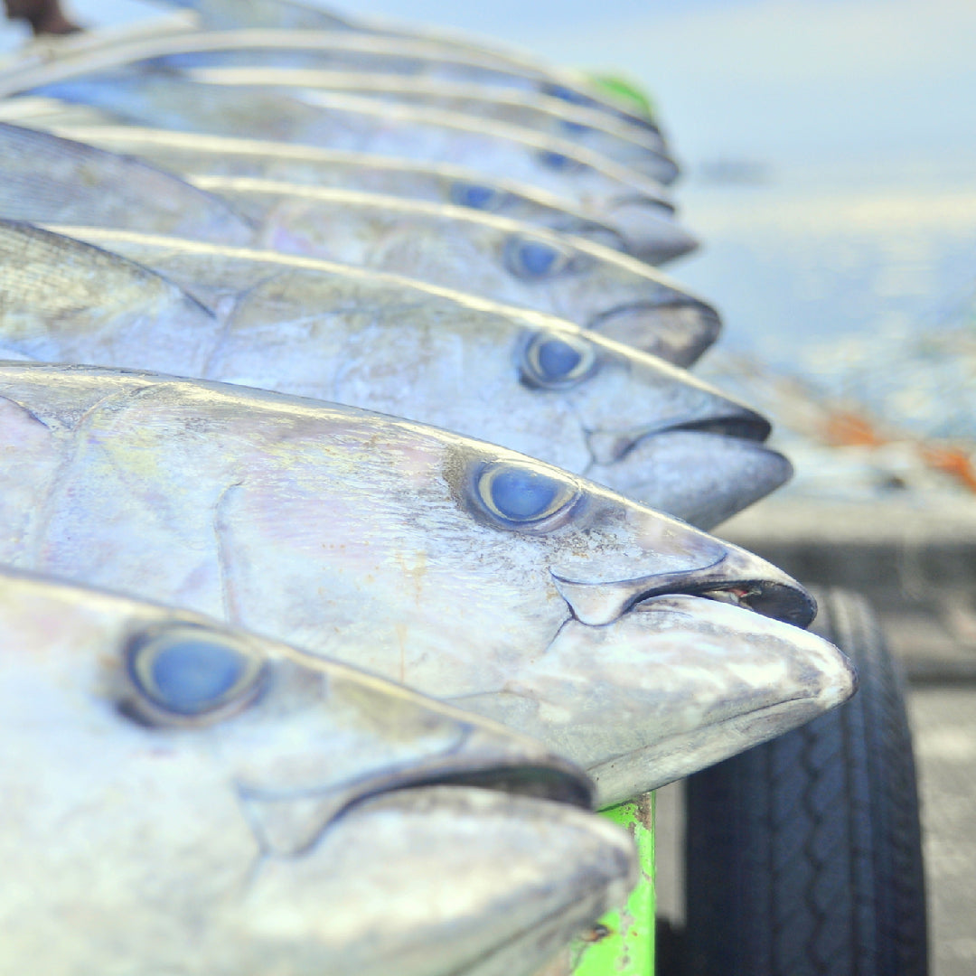 Commercial fishing vessel deploying longlines in open ocean waters during a Bluefin tuna fishing operation