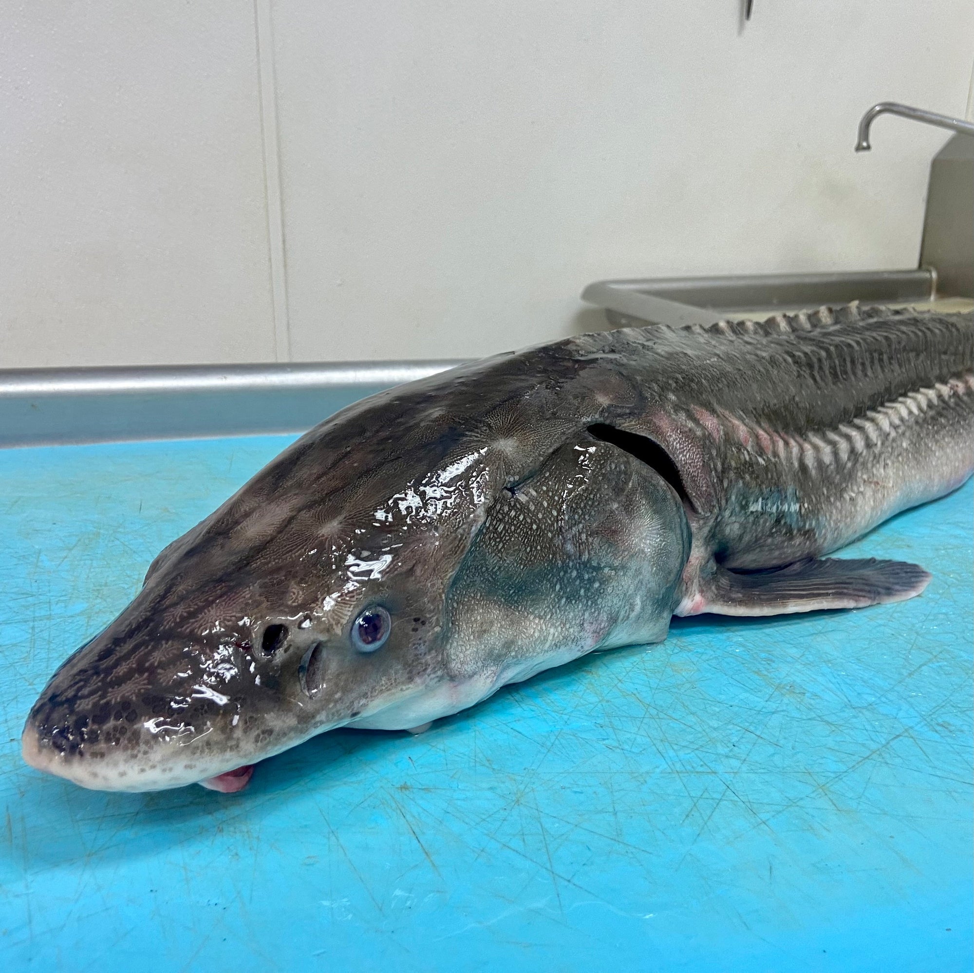 Fresh whole Columbia River white sturgeon ready for cutting into fillets and steaks