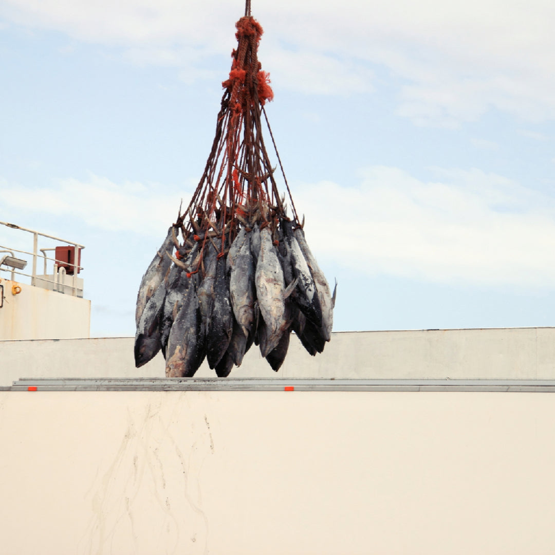 Fresh whole Bluefin tuna on a fishing boat deck with ocean in the background representing sustainable wild-caught seafood practices