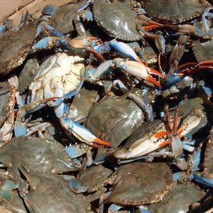 Blue crabs in a basket