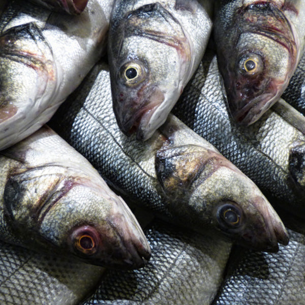 How to Eat Branzino A Delicious Guide to Enjoying this Exquisite Fish