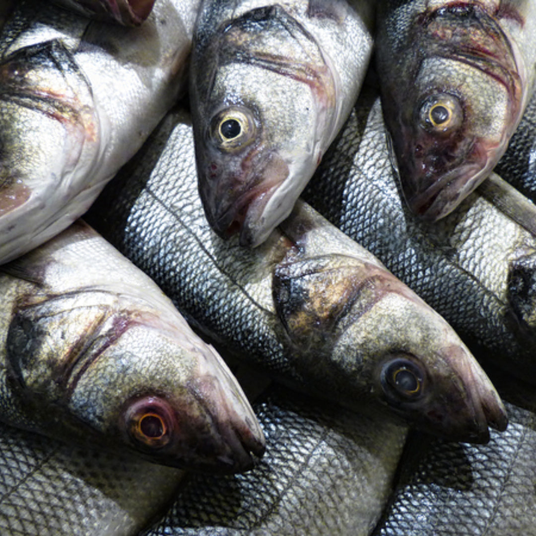Whole roasted branzino being filleted at the table with a fork and knife