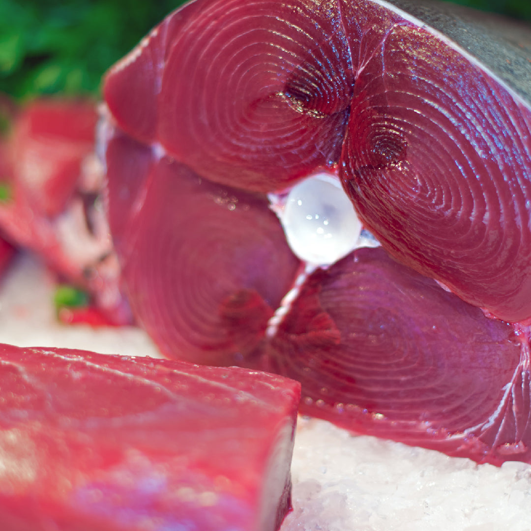 Bluefin tuna in the ocean — fascinating facts about the world's most prized fish