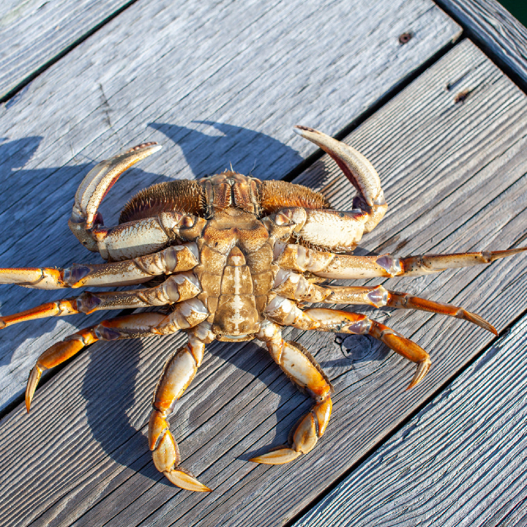 Whole Dungeness crab steamed and served with garlic butter, lemon wedges, and fresh herbs on a wooden board
