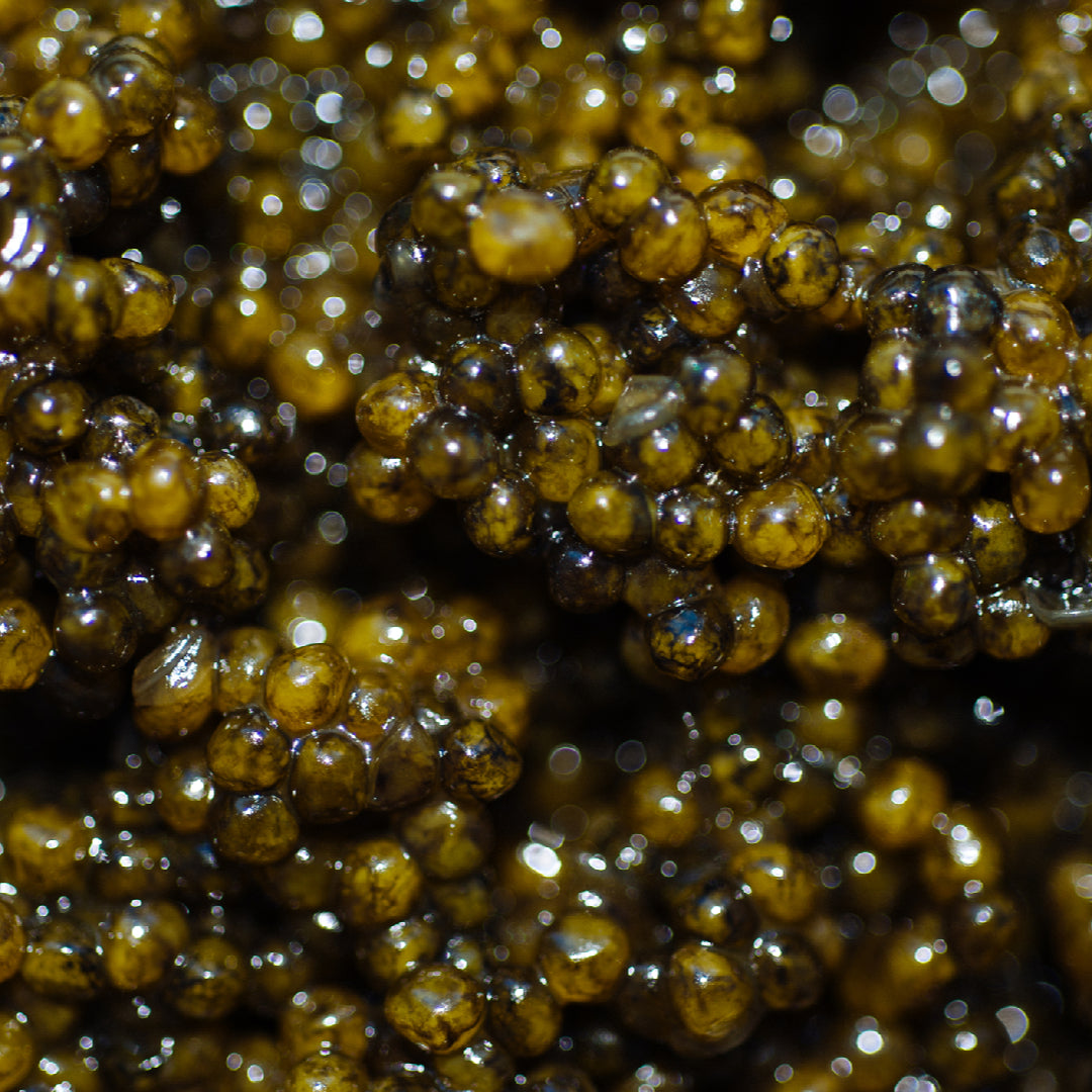 Ossetra caviar pearls served chilled with a mother-of-pearl spoon, blini and Champagne