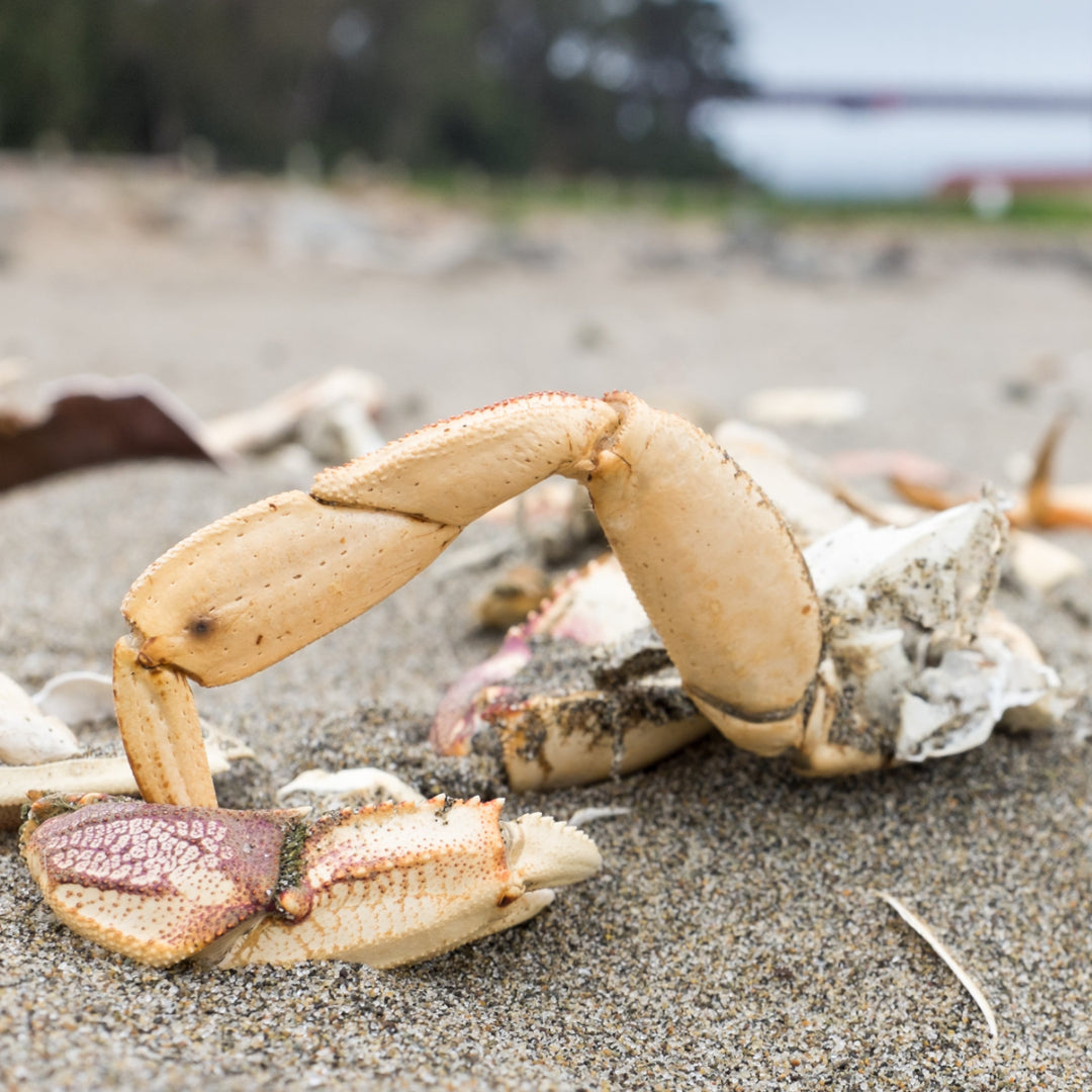 Dungeness crab legs served with drawn butter and lemon — the sweet, tender meat of Dungeness crab is best showcased with simple preparations that let the natural flavor shine