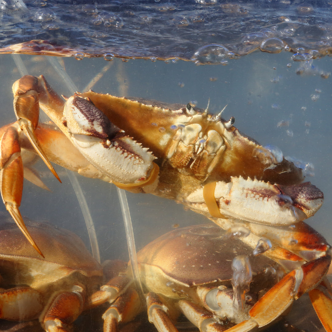 Fresh cooked Dungeness crab legs on a plate with lemon wedges and melted butter, showcasing the sweet tender meat of this Pacific Northwest seafood delicacy