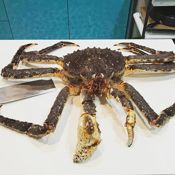 Live King Crab being prepared for sustainable shipping from the North Pacific