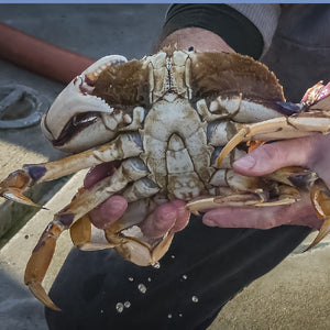 How to Clean and Crack Dungeness Crab Like a Pro