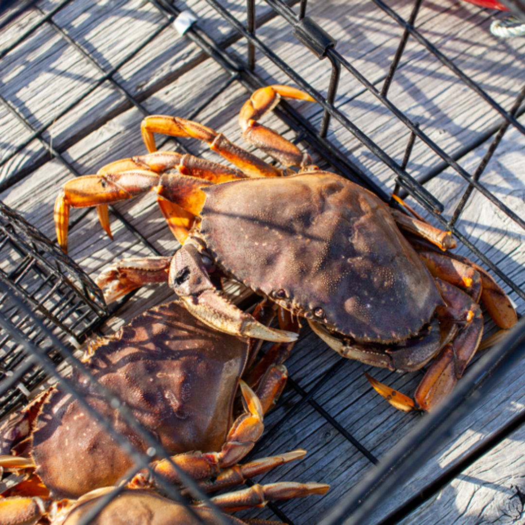 Everything You Need to Know About Crabbing in the Chesapeake Bay