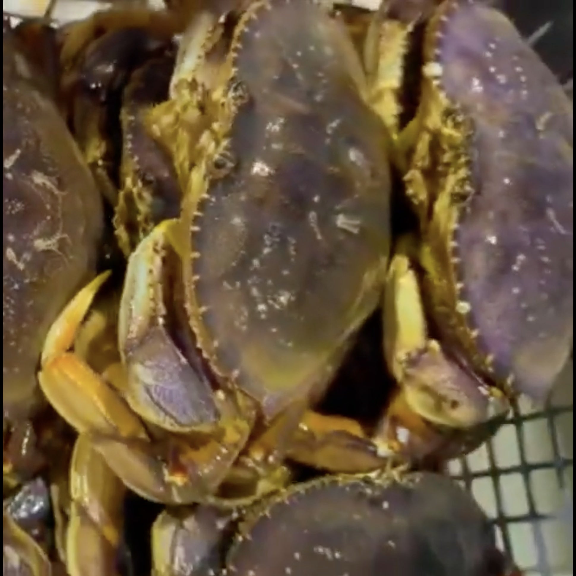 Live Dungeness crab being steamed in a large pot, with claws arranged separately for perfect texture