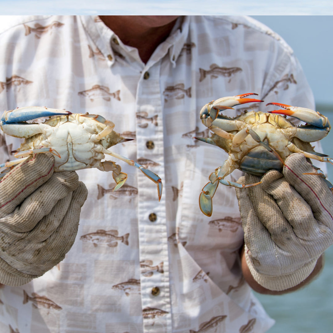 Underside of a male crab (narrow pointed abdominal flap) next to a female crab (broad rounded abdominal flap used for carrying eggs) — the abdominal flap is the easiest way to identify crab sex