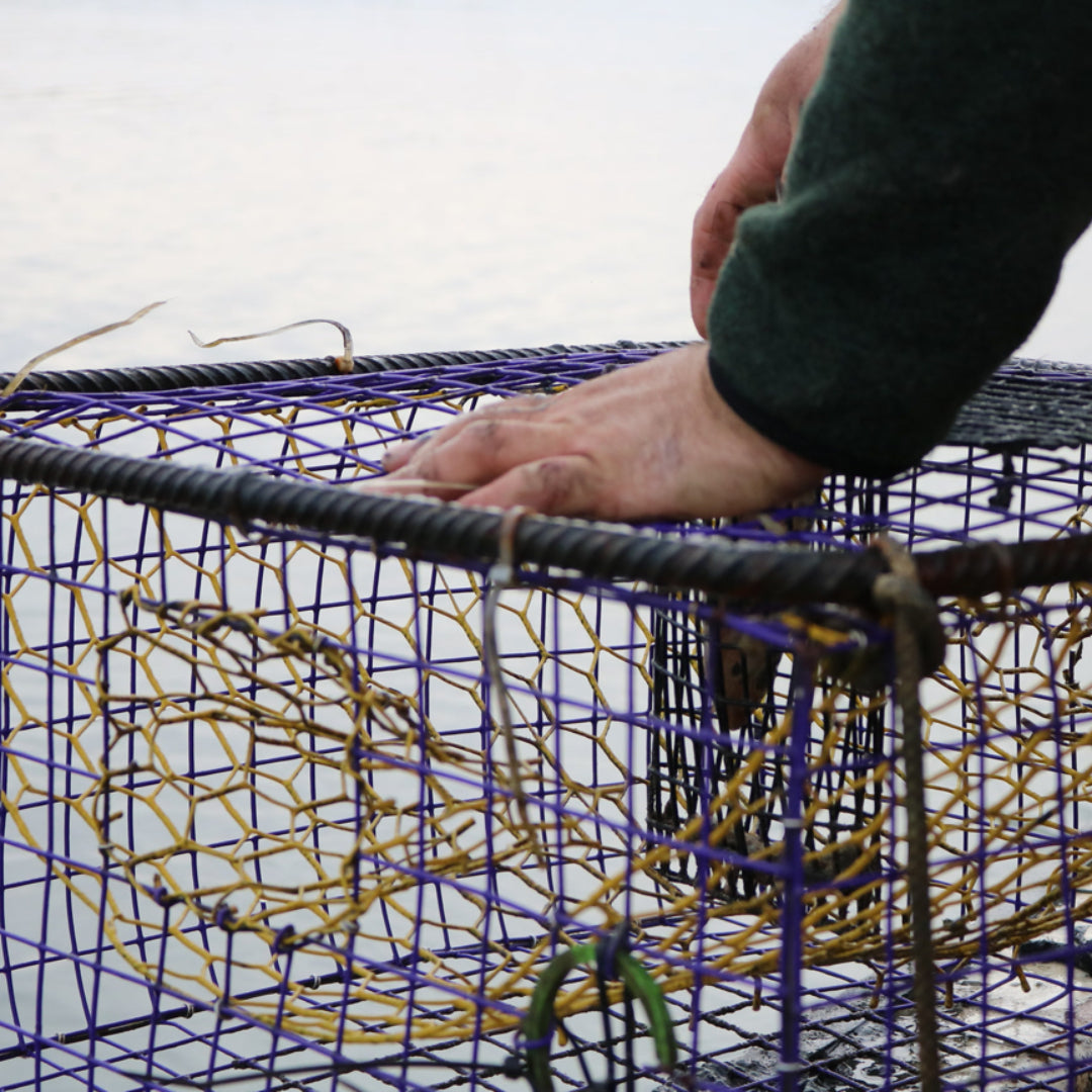 Crab and Lobster Catchers for Crabbing - Not Crab Traps - Great
