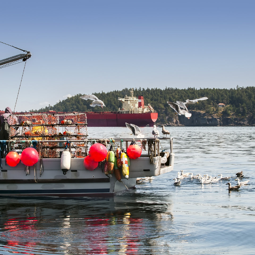 Fresh Dungeness crab at peak season – how to identify full vs. light crabs and when to buy