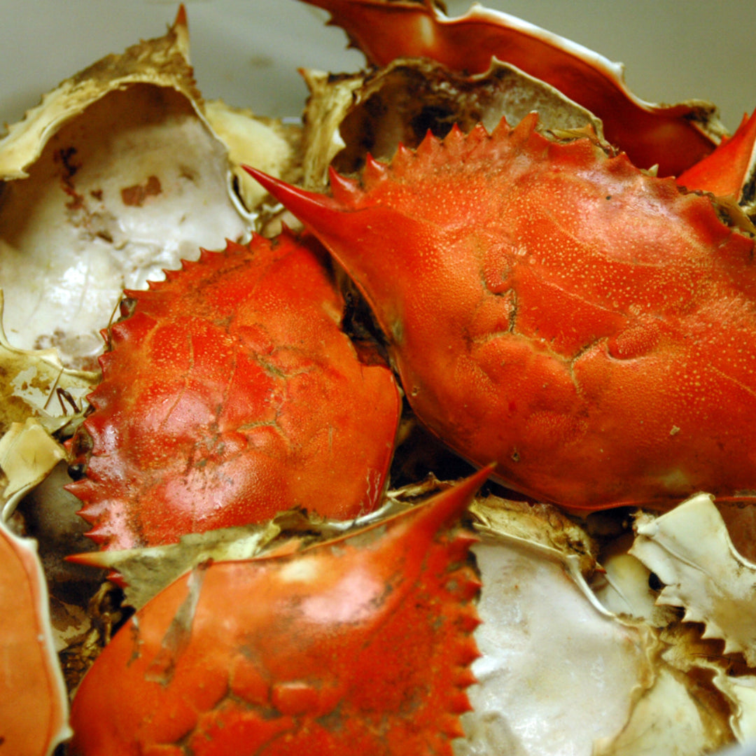 Cleaned Dungeness crab shells laid out on a baking sheet ready for crafting projects