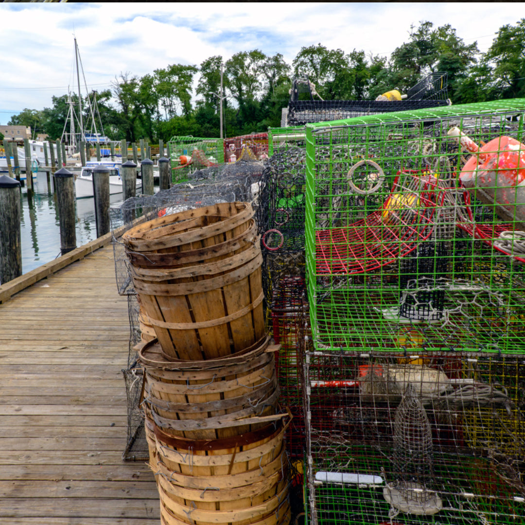 A crabber pulling a wire crab trap from the Chesapeake Bay in Virginia filled with blue crabs