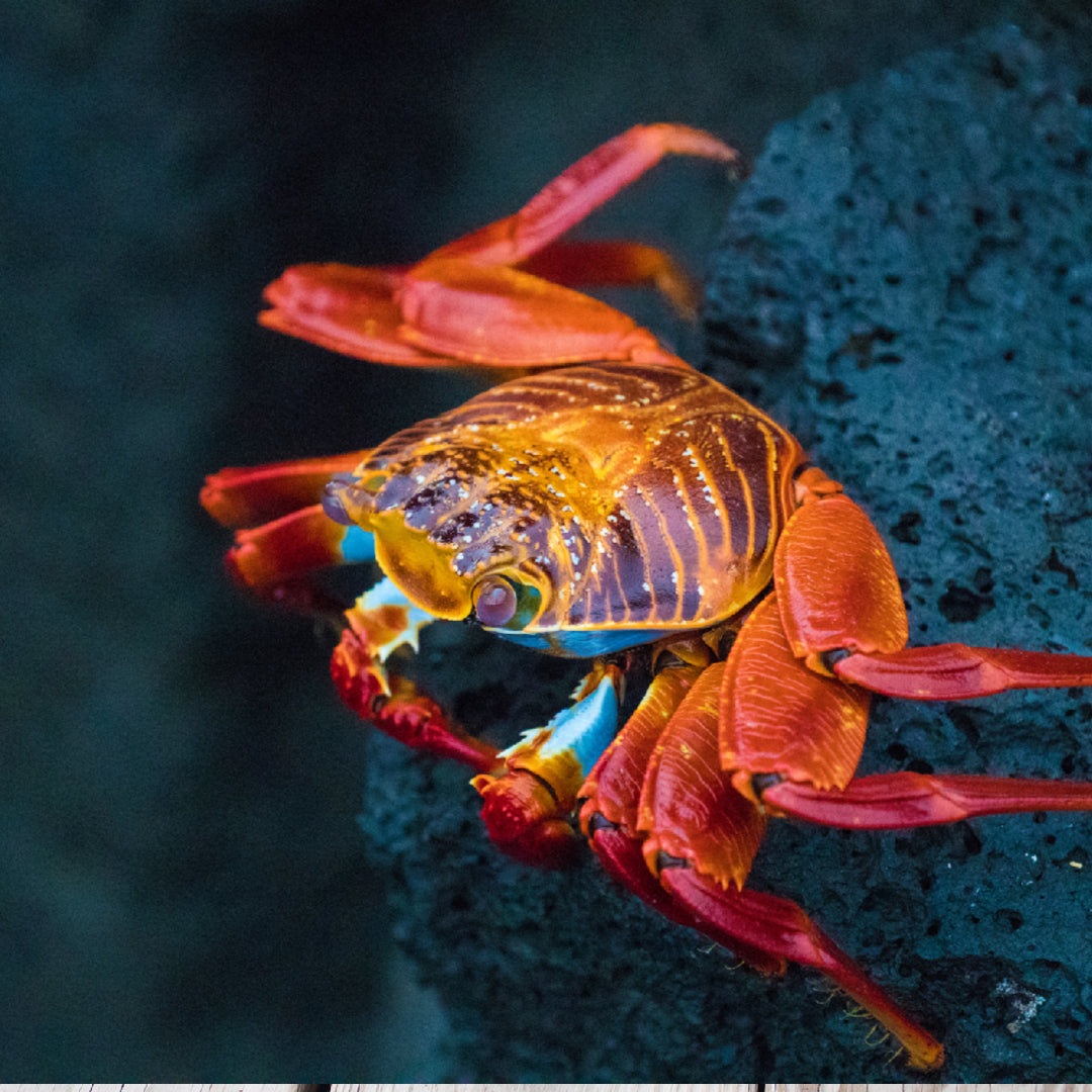 Boiling Crab for Kids: A Guide for Parents