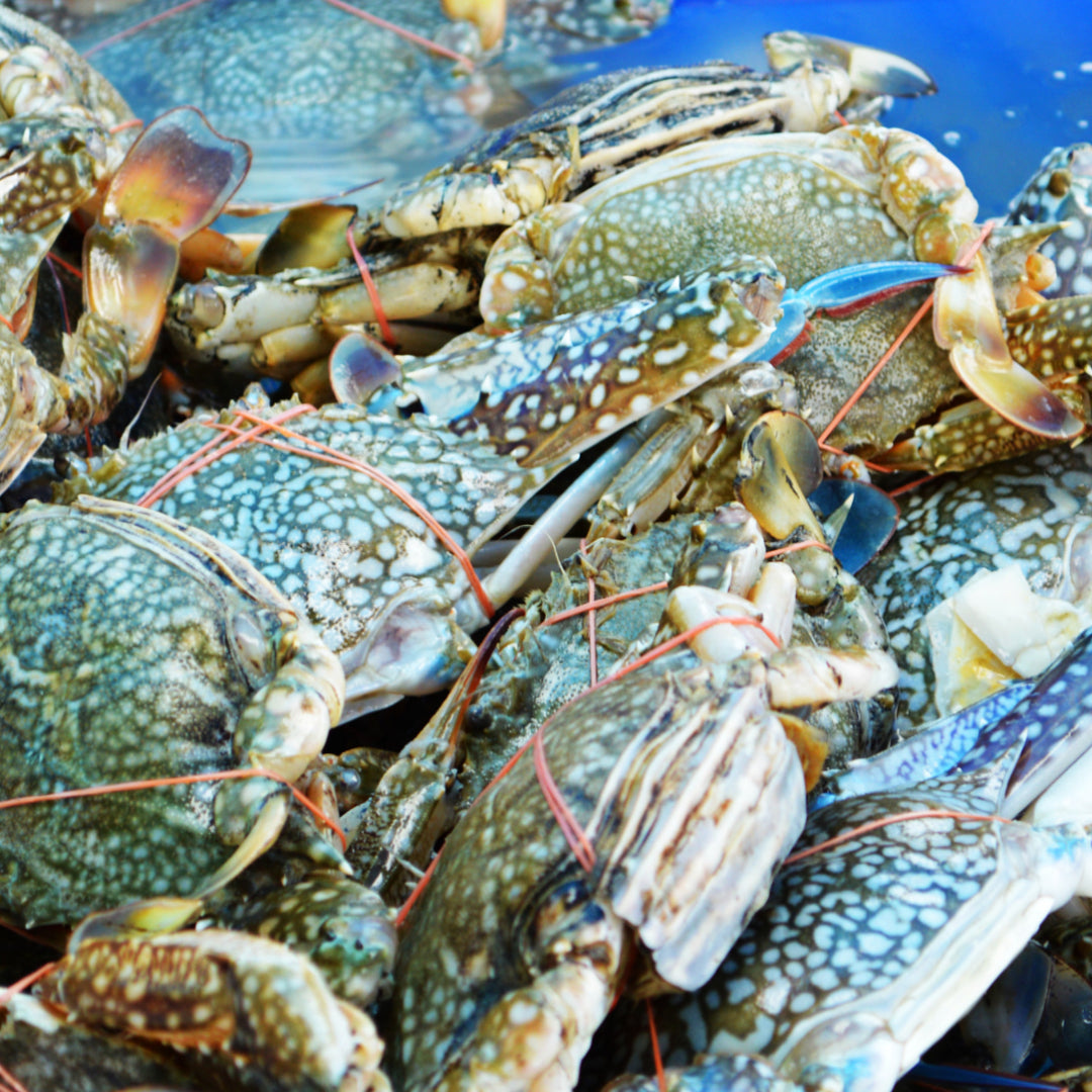 Fresh Dungeness crab being steamed at a Bay Area seafood restaurant with waterfront views, a classic San Francisco dining experience