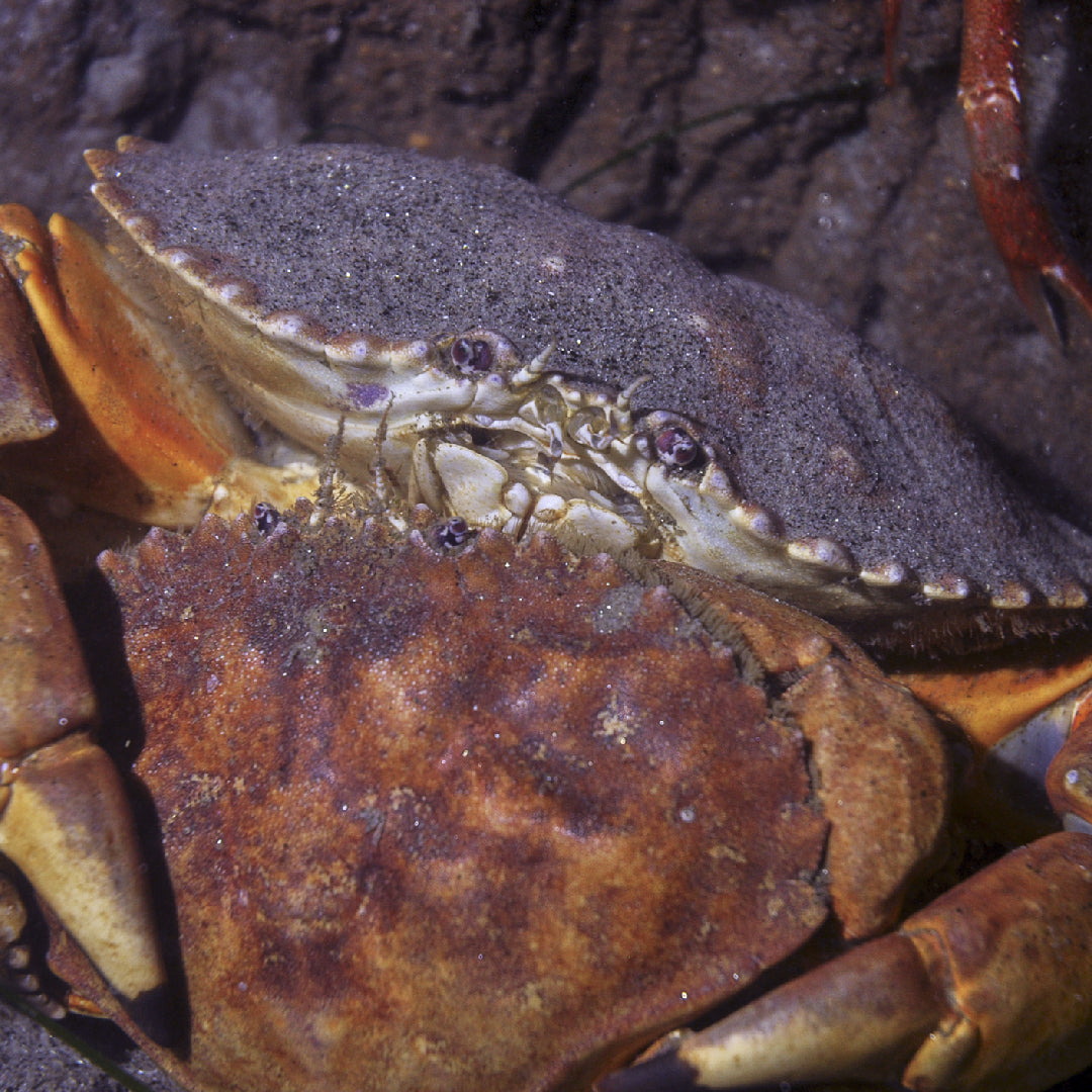 Wild-caught snow crab legs on ice representing sustainable seafood practices