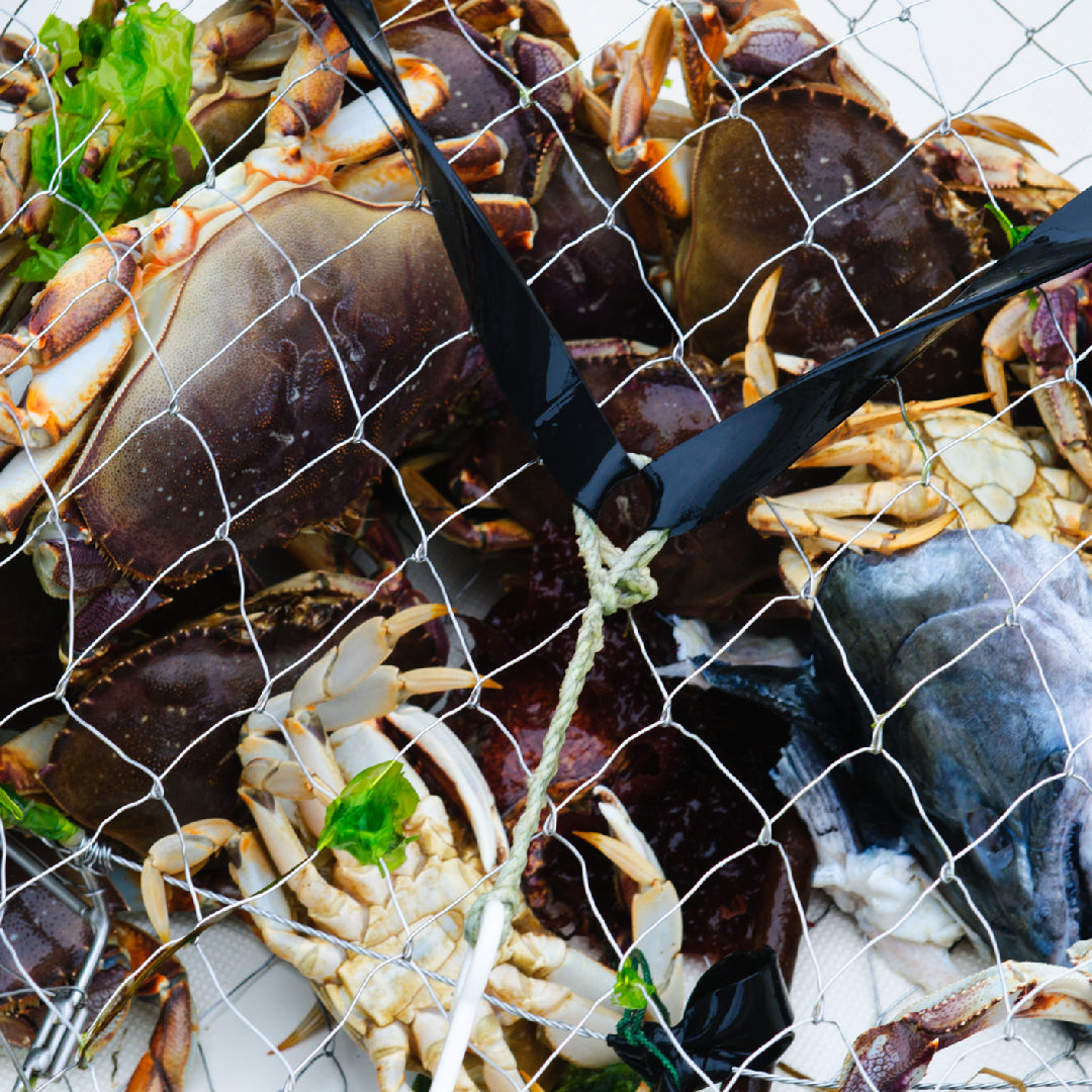 Person holding a Dungeness crab caught in a trap